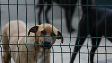 Imagem de Abrigos de animais de Santo Tirso eram ilegais e já tinham sido fiscalizados
