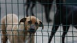 Imagem de Abrigos de animais de Santo Tirso eram ilegais e já tinham sido fiscalizados