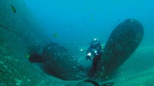 Título europeu do património subaquático pode incentivar turismo nos Açores (Vídeo)