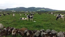 Cães abandonados poderão ser responsáveis pela morte de bezerros em São Miguel [Vídeo]