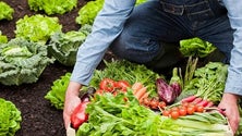 Imagem de Humberto Vasconcelos contesta taxas cobradas aos agricultores (Áudio)