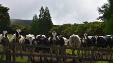 Imagem de Vacas nos Açores bebem 20 milhões de litros de água por dia (Vídeo)