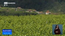 Imagem de Qualidade da safra de uvas deste ano divide viticultores madeirenses (Vídeo)