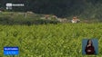 Imagem de Qualidade da safra de uvas deste ano divide viticultores madeirenses (Vídeo)