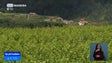 Qualidade da safra de uvas deste ano divide viticultores madeirenses (Vídeo)