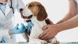 Aumenta procura pelos serviços veterinários (Áudio)