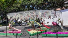 Imagem de Santa Cruz promove o Mês da Flor (vídeo)