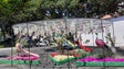 Imagem de Santa Cruz promove o Mês da Flor (vídeo)