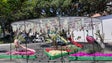 Santa Cruz promove o Mês da Flor (vídeo)