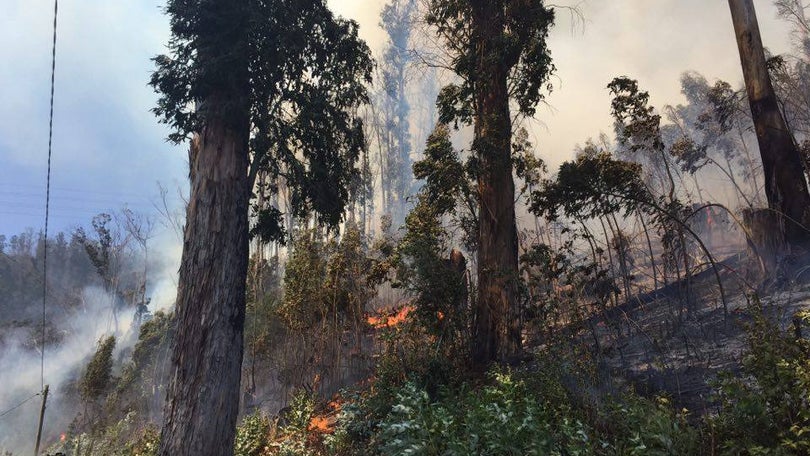 Funchal projeta “cintura” de árvores mais resistentes ao fogo