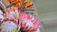 Essências florais da Madeira estão a ser usadas em terapias alternativas