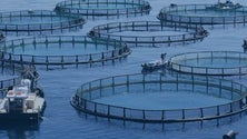 Imagem de Aquacultura já vale 6,2 milhões de euros.