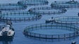 Imagem de Aquacultura já vale 6,2 milhões de euros.