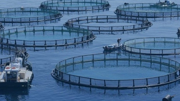 Imagem de Aquacultura já vale 6,2 milhões de euros.