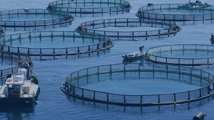 Aquacultura já vale 6,2 milhões de euros.