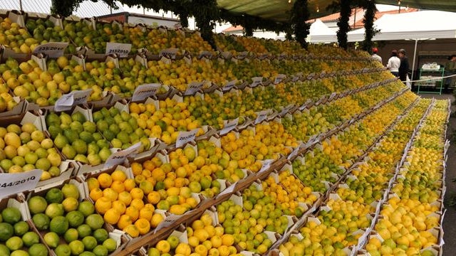 Freguesia da Ilha acolhe mais uma exposição do limão