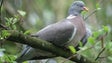 Queixa à Comissão Europeia contra o abate do pombo trocaz (vídeo)
