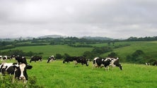 Governo da República quer garantir fundos europeus para a agricultura dos Açores (Som)