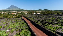 Imagem de Primeiro espumante da ilha do Pico estará brevemente no mercado (Vídeo)