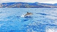 Madeira prepara programa especial de proteção e monitorização dos cetáceos