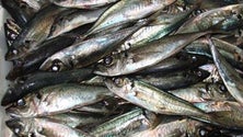 Imagem de Pesca do chicharro pode sofrer alterações (Vídeo)