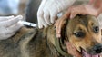 Imagem de Câmara do Funchal vacinou e identificou mais de mil animais domésticos