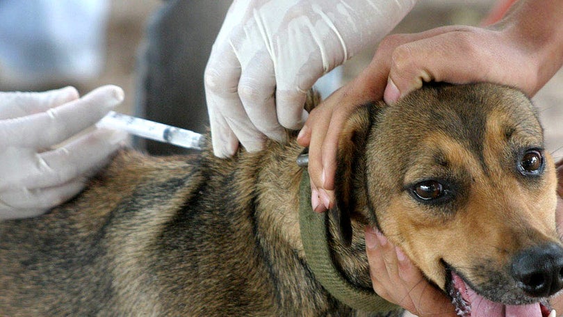 Imagem de Câmara do Funchal vacinou e identificou mais de mil animais domésticos