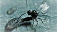 Condições climatéricas da Madeira propícias ao mosquito parasitoide (áudio)