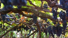 Imagem de Casas de Vinho Madeira já começaram a receber uvas