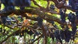 Imagem de Casas de Vinho Madeira já começaram a receber uvas