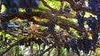 Casas de Vinho Madeira já começaram a receber uvas