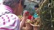 Madeira aposta na transformação do pêro em sidra (vídeo)