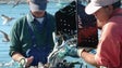 Imagem de Mútua dos Pescadores defende obrigatoriedade do seguro de responsabilidade civil