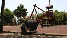 Imagem de Quinta Pedagógica dos Prazeres alerta para a importância dos animais e da natureza (Áudio)