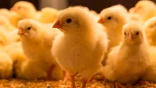 Imagem de Pintos do dia já podem ser exportados para o Azerbaijão