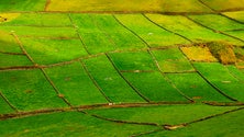 Imagem de Brito de Azevedo apresenta projeto para adequar a agricultura dos Açores ao clima [Vídeo]