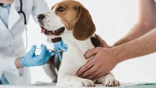 Imagem de Governo e Sata dispostos a facilitar o transporte de animais doentes (Vídeo)