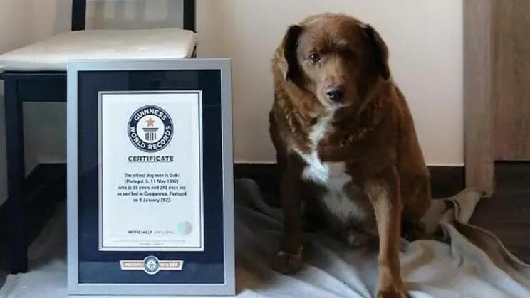 Imagem de Cão mais velho do mundo tem direito a festa de aniversário
