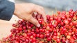 Governo Regional vai apoiar produtores de cereja e de cebola