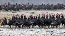 Imagem de Gripe das aves detetada em Lisboa numa exploração de perus
