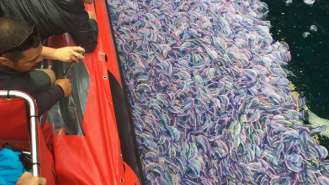 Imagem de Pico de presença de caravelas-portuguesas nos Açores já terá passado