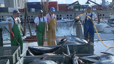 Imagem de Armadores madeirenses acusam pescadores açorianos de esgotarem a quota do atum patudo