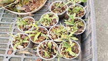 Imagem de GNR apreende 27 plantas exóticas no Funchal