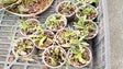 Imagem de GNR apreende 27 plantas exóticas no Funchal