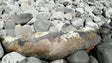 Dois lobos marinhos mortos em apenas um mês (vídeo)