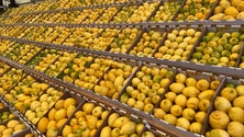 Imagem de Madeira espera produzir mais de 900 toneladas de limão (vídeo)