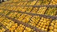 Imagem de Madeira espera produzir mais de 900 toneladas de limão (vídeo)