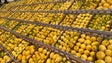 Madeira espera produzir mais de 900 toneladas de limão (vídeo)