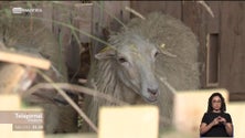Imagem de Agricultores e os criadores de gado da Madeira são os que recebem os salários mais baixos do país, diz o PS (vídeo)