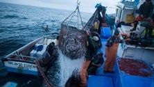 Imagem de Setor das pescas cresceu sem o apoio do Governo, diz Gualberto Rita (Vídeo)